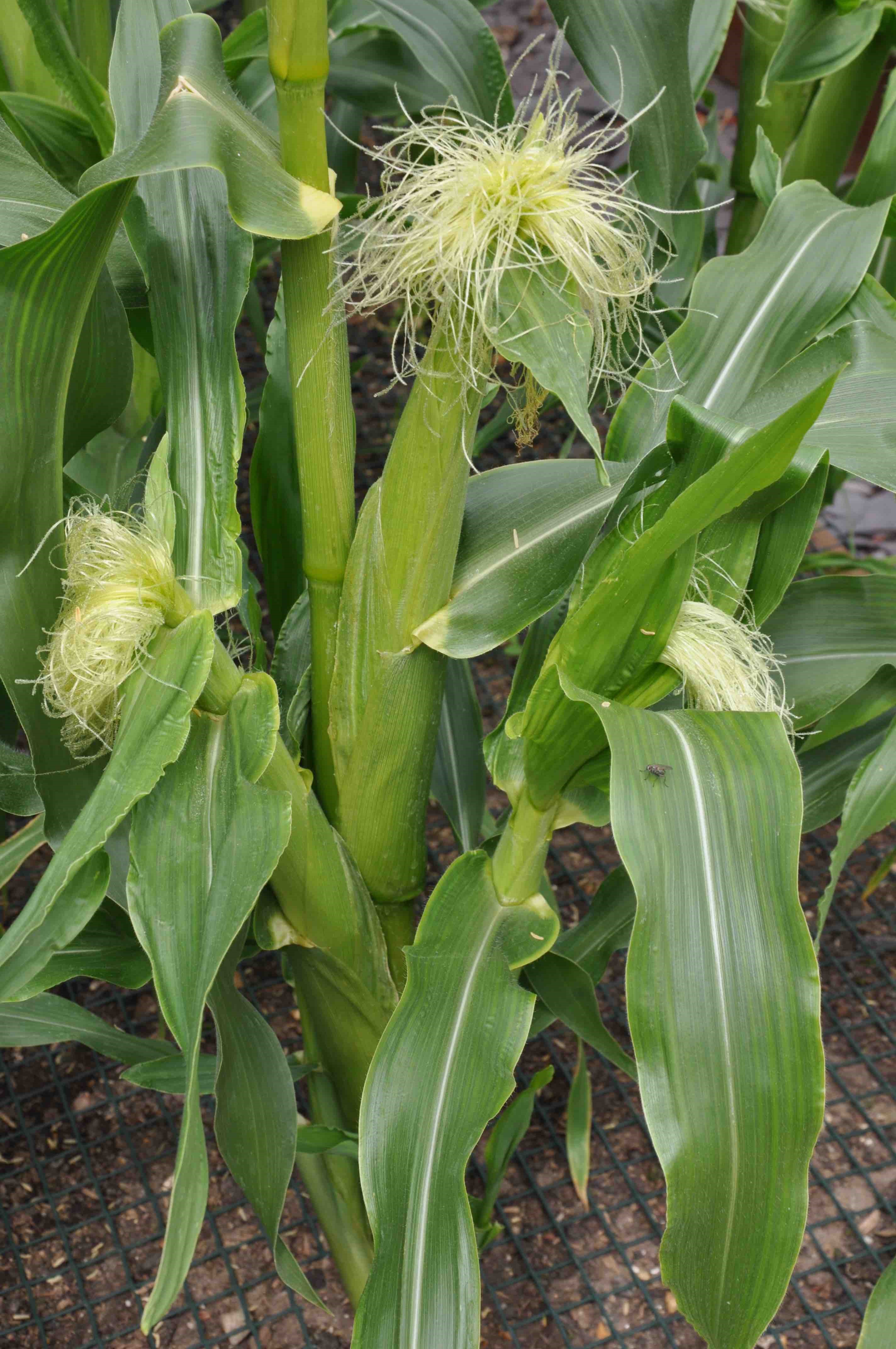 sweetcorn