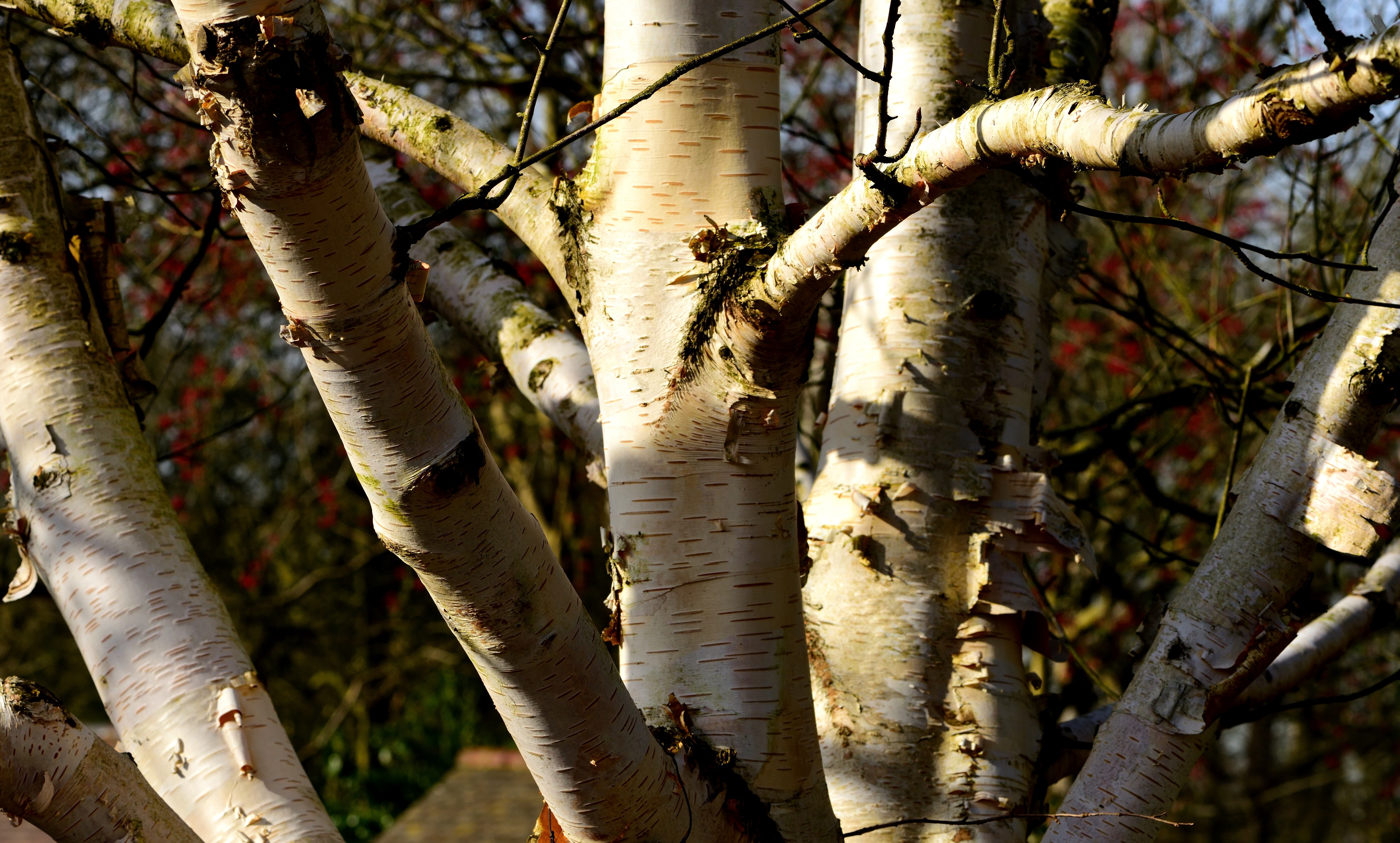 West Himalayan birch
