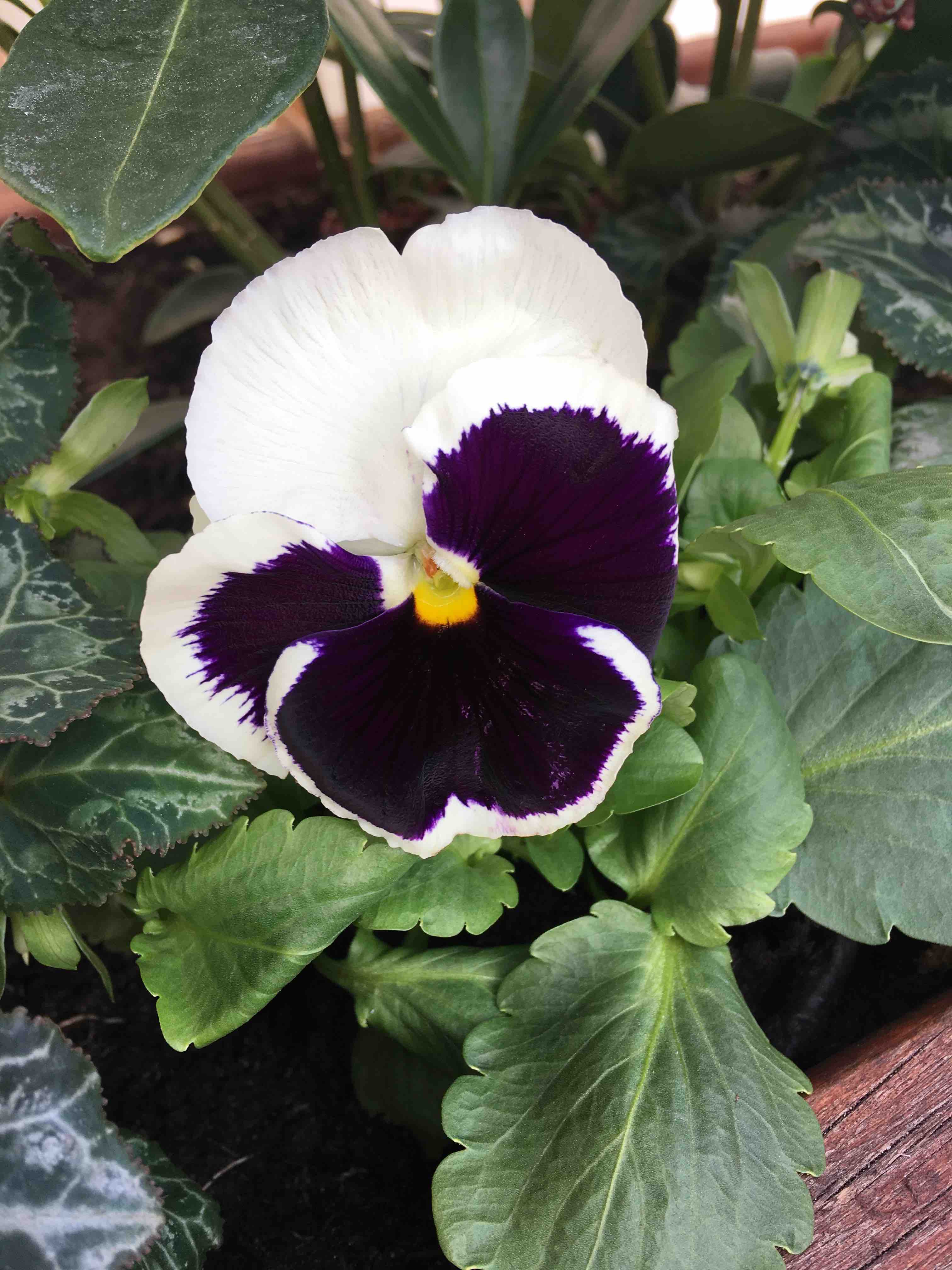 Winter pansy in deep purple and white