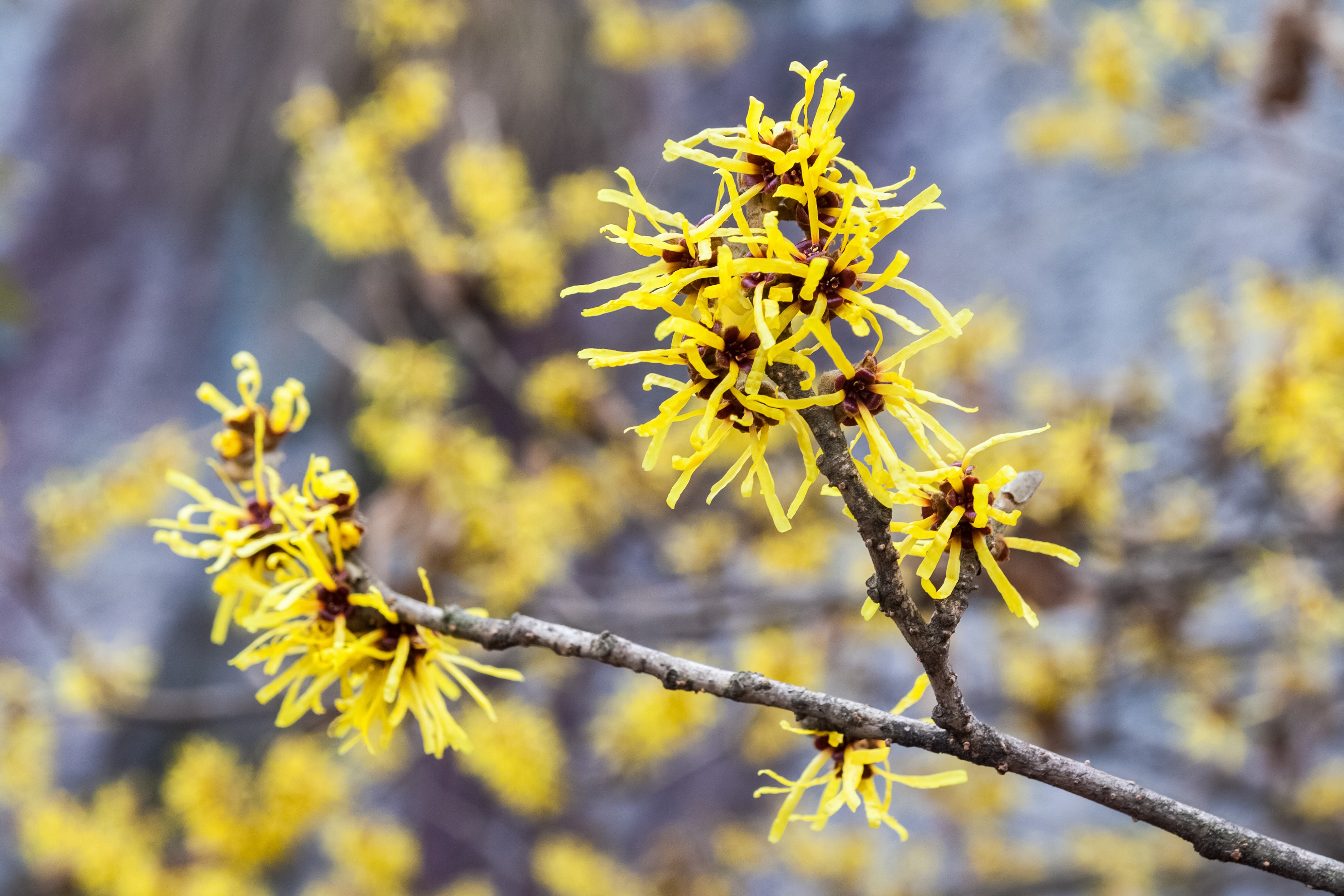Yellow witch hazel flowers close up