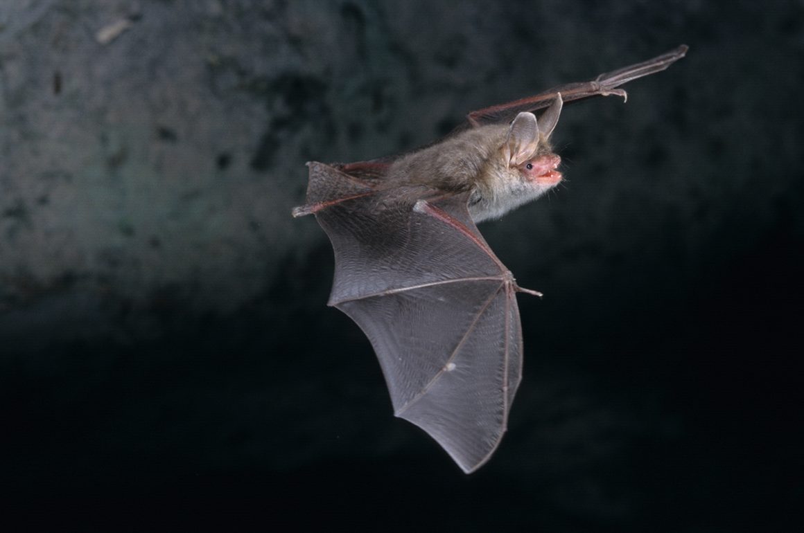STIHL supports vital bat conservation