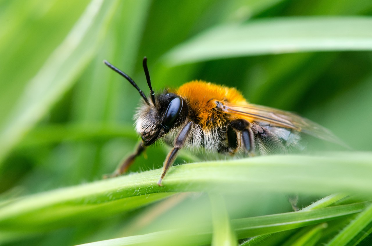 Solitary bee close up on a leaf