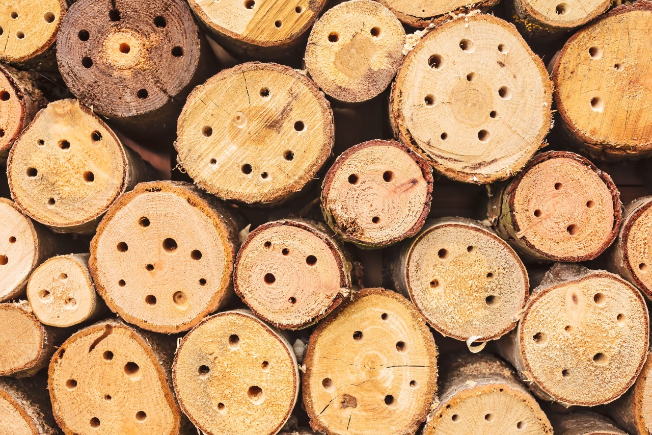 Insect shelter made of round wooden trunks