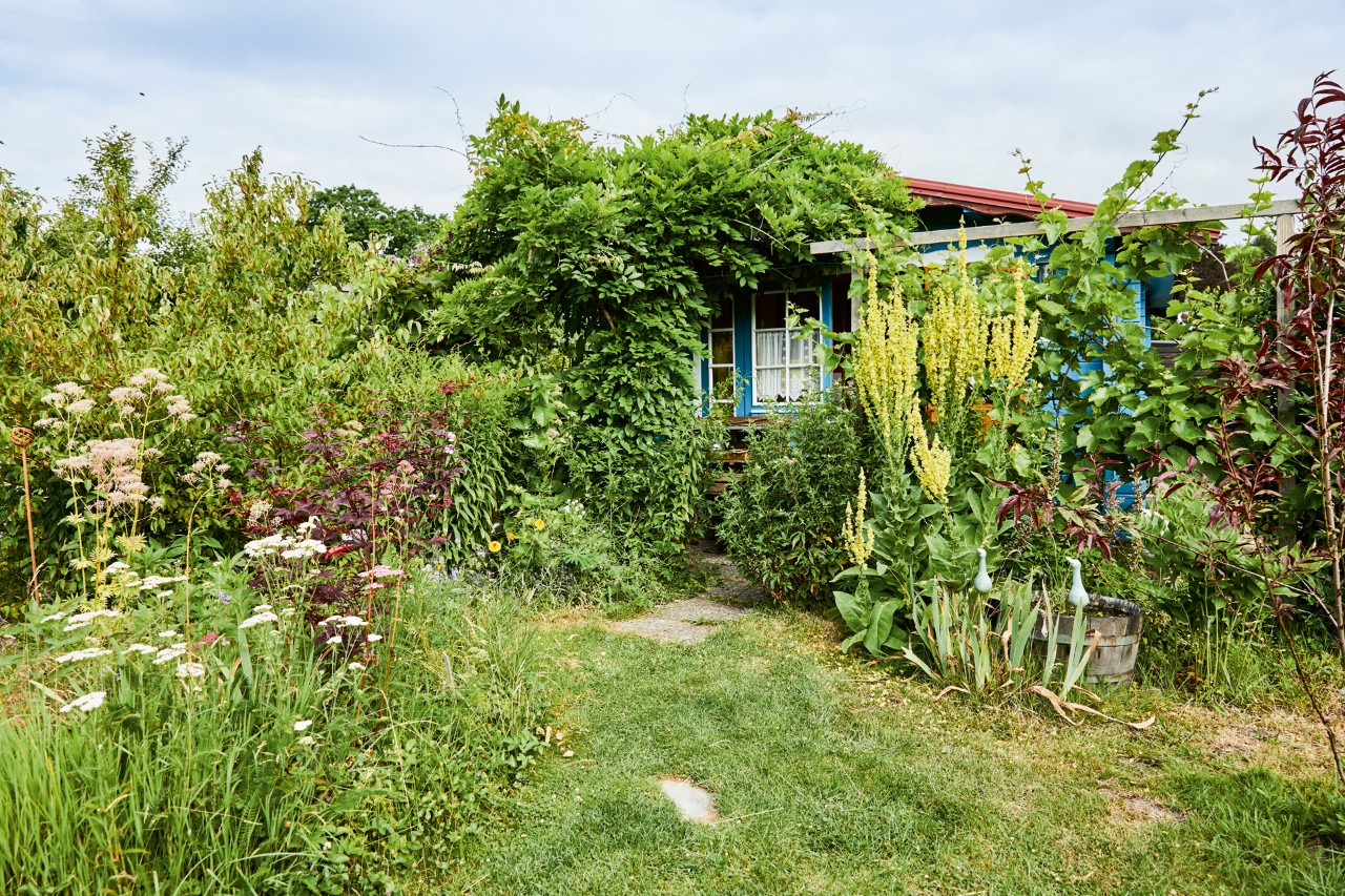 A house with an overgrown green garden that has gone to seed 