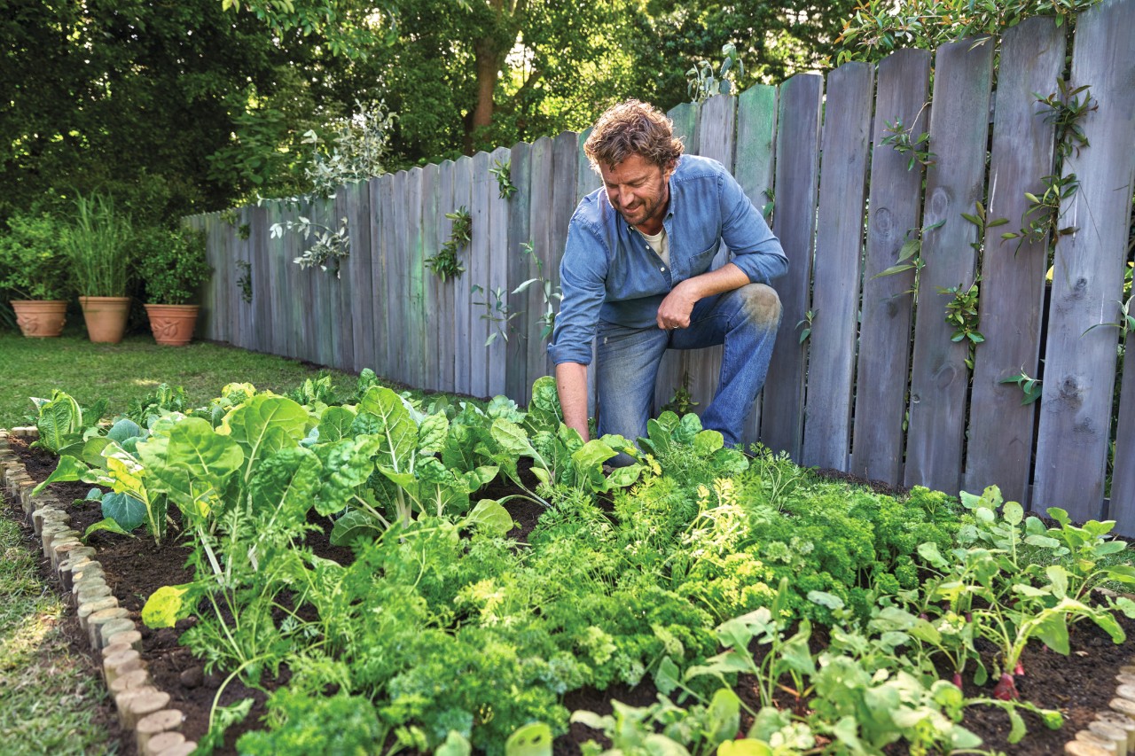 man tending to vegetable patch