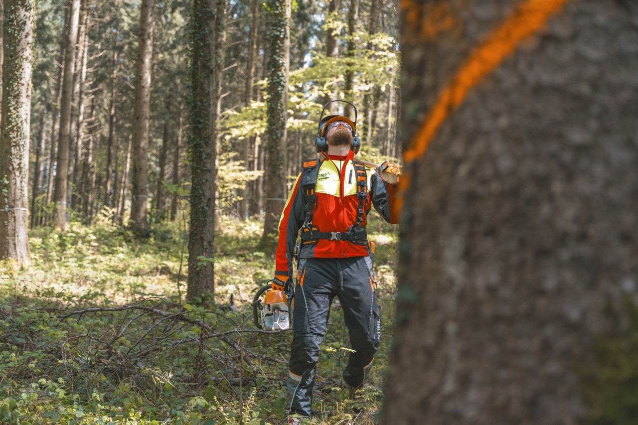 Woodland management and forest restoration